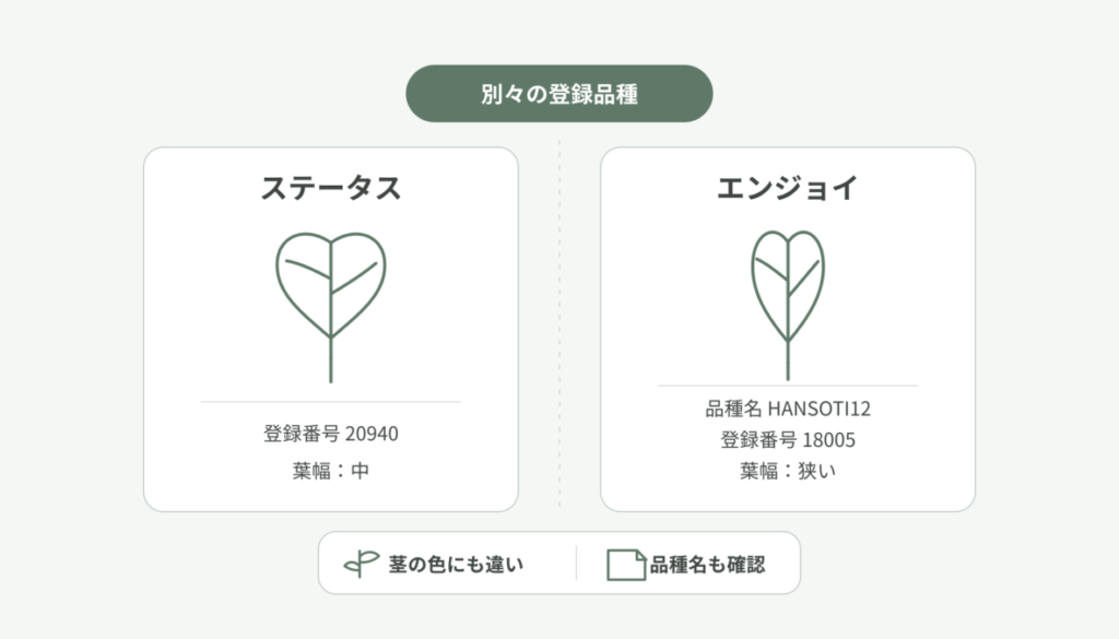 ポトス・ステータスとエンジョイを左右に並べ、登録番号、登録品種名、葉幅、茎の色という比較軸を整理した図解